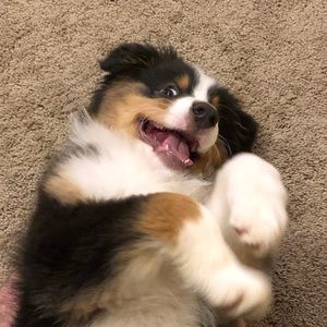 Meet your Posher, Michael